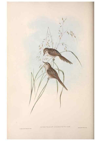 Reproducción/Reproduction 36764253546: The birds of Australia.. London,Printed by R. and J. E. Taylor; pub. by the author,[1840]-48.
