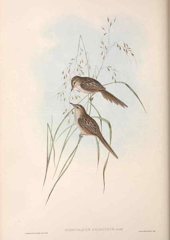 Reproducción/Reproduction 36764253546: The birds of Australia.. London,Printed by R. and J. E. Taylor; pub. by the author,[1840]-48.
