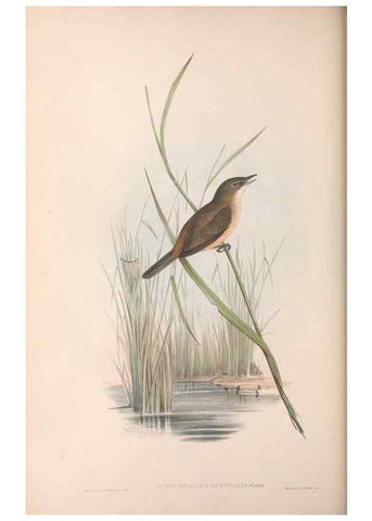 Reproducción/Reproduction 36764255966: The birds of Australia.. London,Printed by R. and J. E. Taylor; pub. by the author,[1840]-48.