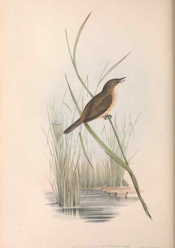 Reproducción/Reproduction 36764255966: The birds of Australia.. London,Printed by R. and J. E. Taylor; pub. by the author,[1840]-48.