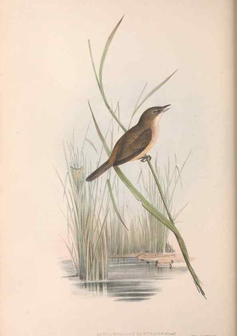 Reproducción/Reproduction 36764255966: The birds of Australia.. London,Printed by R. and J. E. Taylor; pub. by the author,[1840]-48.
