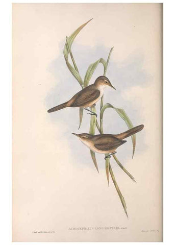 Reproducción/Reproduction 36812234731: The birds of Australia.. London,Printed by R. and J. E. Taylor; pub. by the author,[1840]-48.