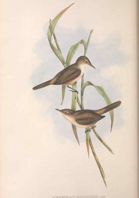 Reproducción/Reproduction 36812234731: The birds of Australia.. London,Printed by R. and J. E. Taylor; pub. by the author,[1840]-48.