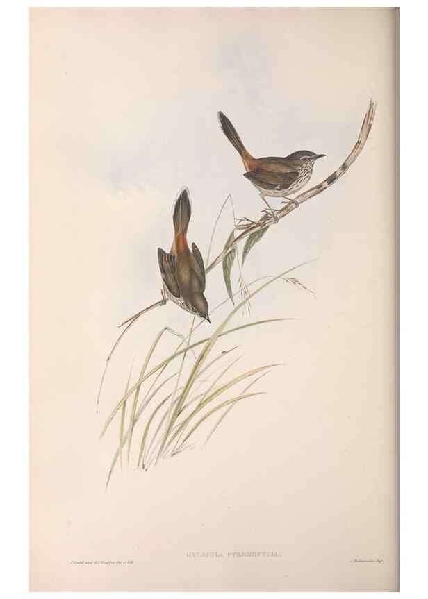 Reproducción/Reproduction 36812236061: The birds of Australia.. London,Printed by R. and J. E. Taylor; pub. by the author,[1840]-48.