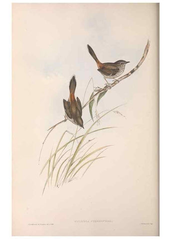 Reproducción/Reproduction 36812236061: The birds of Australia.. London,Printed by R. and J. E. Taylor; pub. by the author,[1840]-48.