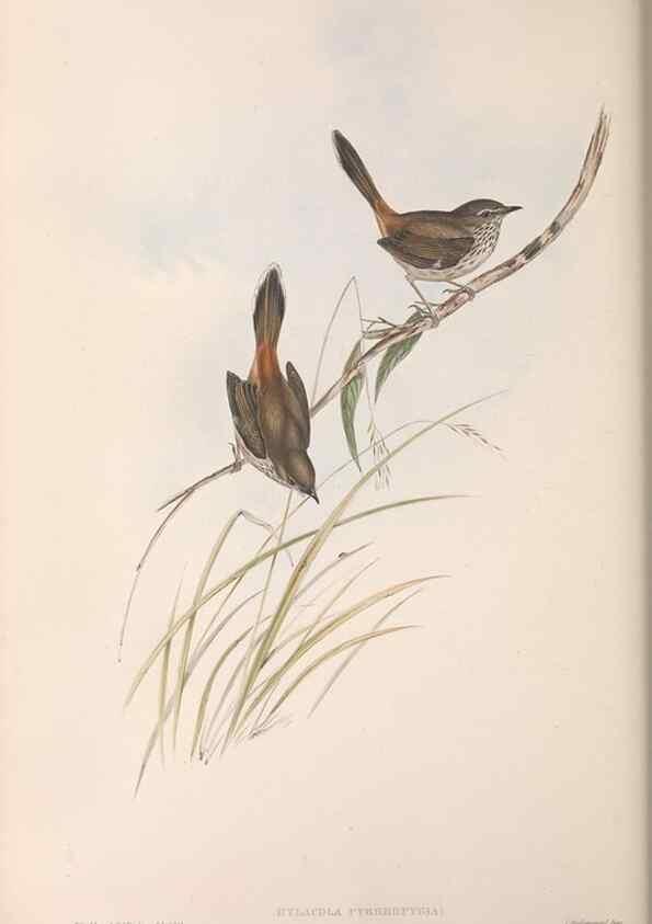 Reproducción/Reproduction 36812236061: The birds of Australia.. London,Printed by R. and J. E. Taylor; pub. by the author,[1840]-48.