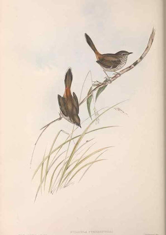 Reproducción/Reproduction 36812236061: The birds of Australia.. London,Printed by R. and J. E. Taylor; pub. by the author,[1840]-48.