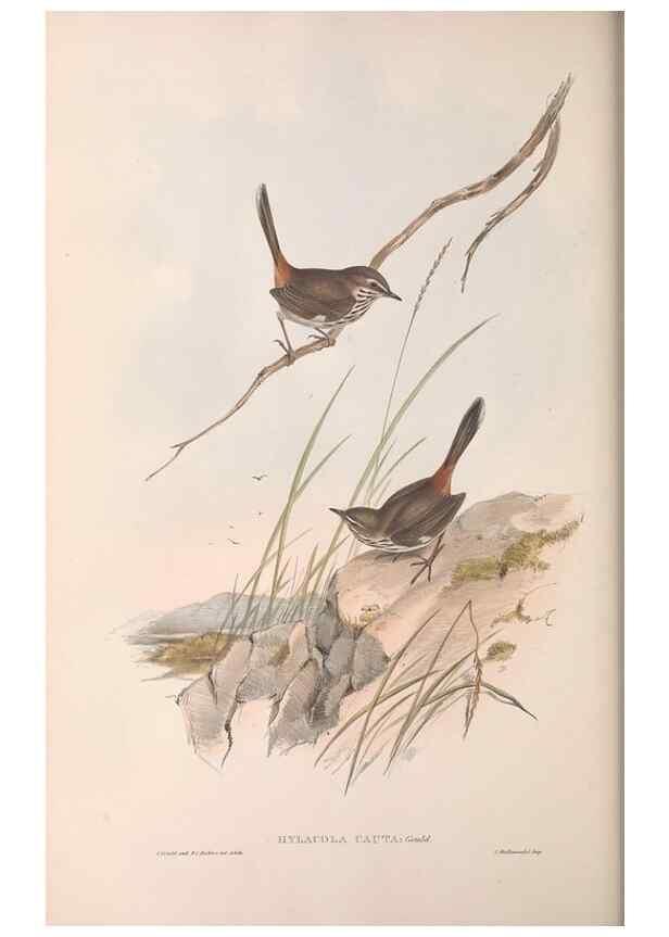 Reproducción/Reproduction 36812237601: The birds of Australia.. London,Printed by R. and J. E. Taylor; pub. by the author,[1840]-48.