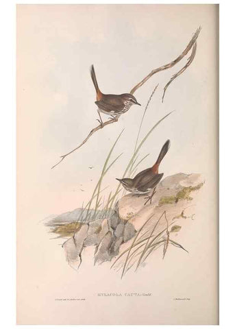 Reproducción/Reproduction 36812237601: The birds of Australia.. London,Printed by R. and J. E. Taylor; pub. by the author,[1840]-48.