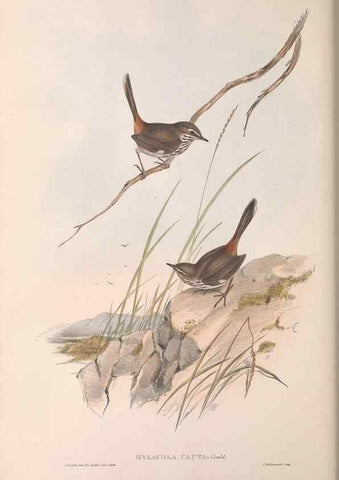Reproducción/Reproduction 36812237601: The birds of Australia.. London,Printed by R. and J. E. Taylor; pub. by the author,[1840]-48.