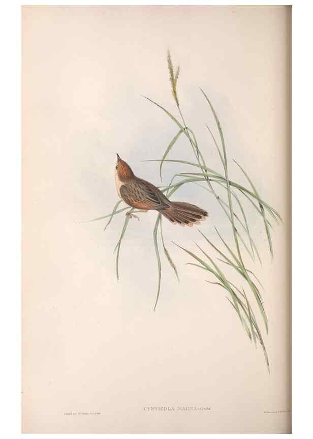 Reproducción/Reproduction 36812239051: The birds of Australia.. London,Printed by R. and J. E. Taylor; pub. by the author,[1840]-48.