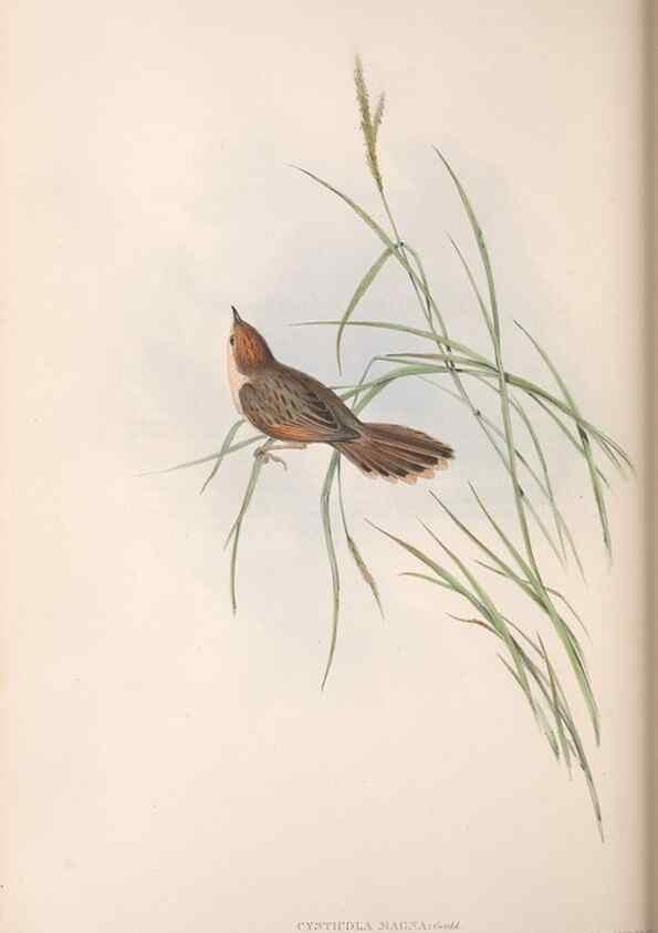 Reproducción/Reproduction 36812239051: The birds of Australia.. London,Printed by R. and J. E. Taylor; pub. by the author,[1840]-48.