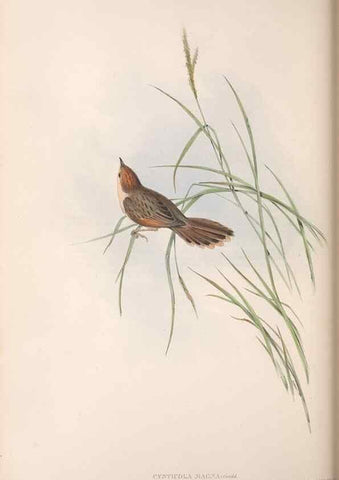 Reproducción/Reproduction 36812239051: The birds of Australia.. London,Printed by R. and J. E. Taylor; pub. by the author,[1840]-48.