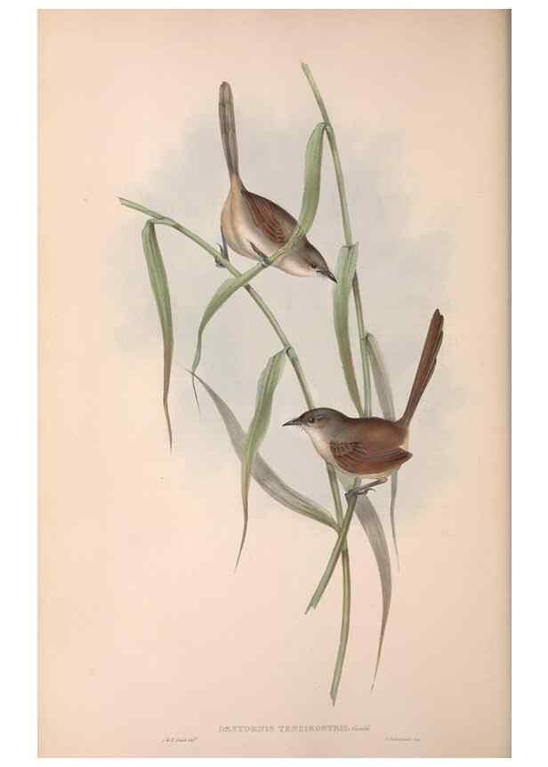 Reproducción/Reproduction 36764244756: The birds of Australia.. London,Printed by R. and J. E. Taylor; pub. by the author,[1840]-48.