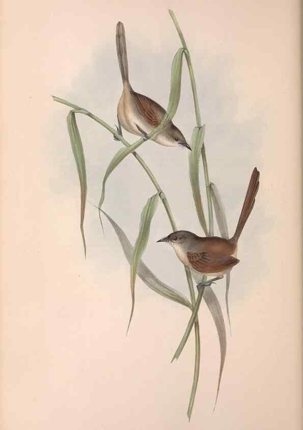Reproducción/Reproduction 36764244756: The birds of Australia.. London,Printed by R. and J. E. Taylor; pub. by the author,[1840]-48.
