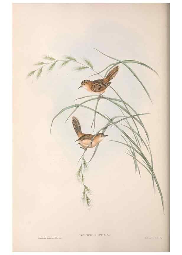 Reproducción/Reproduction 36812240351: The birds of Australia.. London,Printed by R. and J. E. Taylor; pub. by the author,[1840]-48.
