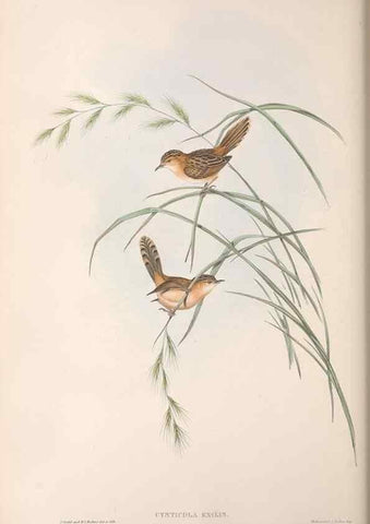 Reproducción/Reproduction 36812240351: The birds of Australia.. London,Printed by R. and J. E. Taylor; pub. by the author,[1840]-48.