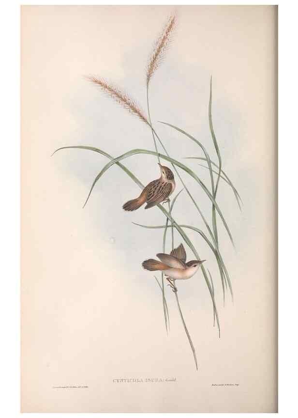 Reproducción/Reproduction 36812243441: The birds of Australia.. London,Printed by R. and J. E. Taylor; pub. by the author,[1840]-48.