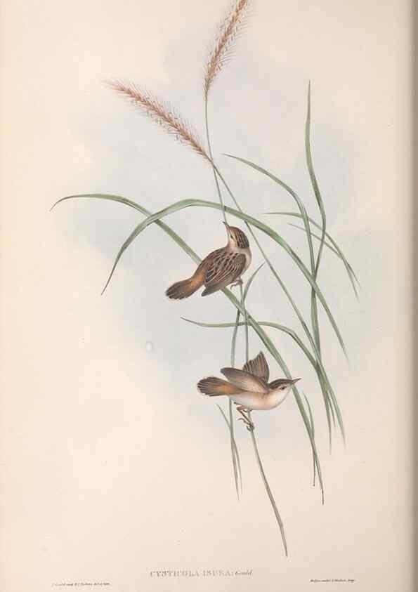 Reproducción/Reproduction 36812243441: The birds of Australia.. London,Printed by R. and J. E. Taylor; pub. by the author,[1840]-48.