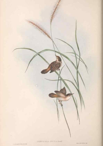 Reproducción/Reproduction 36812243441: The birds of Australia.. London,Printed by R. and J. E. Taylor; pub. by the author,[1840]-48.