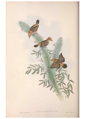 Reproducción/Reproduction 36951898375: The birds of Australia.. London,Printed by R. and J. E. Taylor; pub. by the author,[1840]-48.