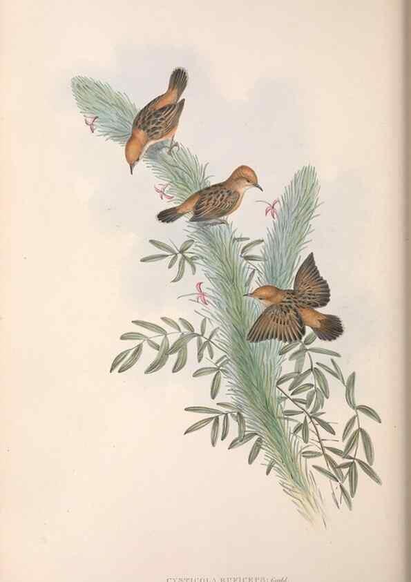 Reproducción/Reproduction 36951898375: The birds of Australia.. London,Printed by R. and J. E. Taylor; pub. by the author,[1840]-48.