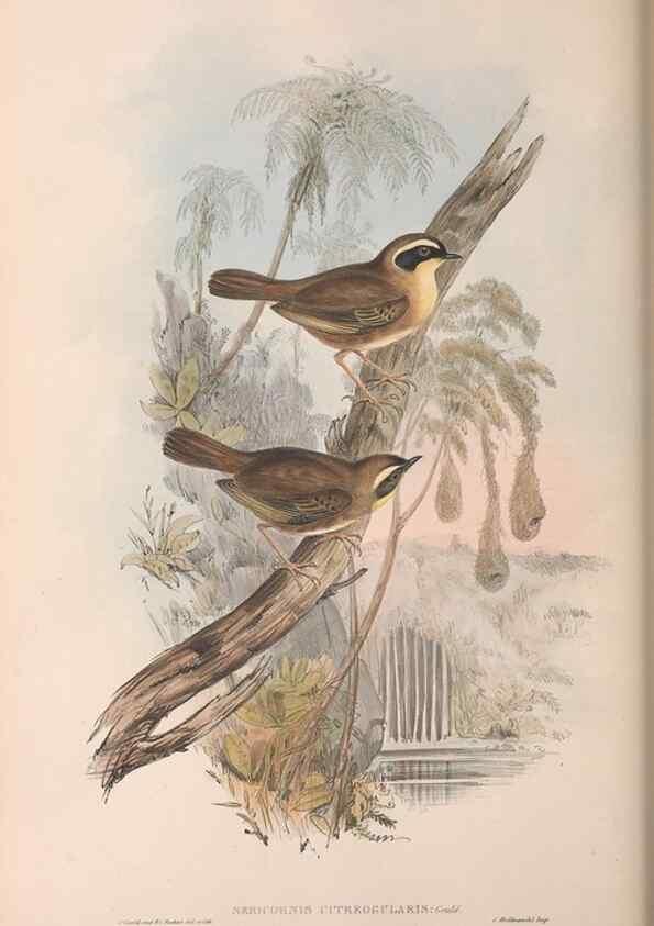 Reproducción/Reproduction 36951900645: The birds of Australia.. London,Printed by R. and J. E. Taylor; pub. by the author,[1840]-48.