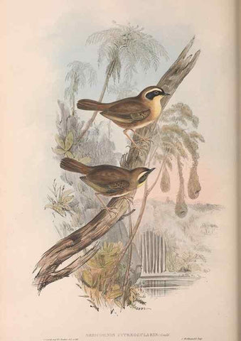 Reproducción/Reproduction 36951900645: The birds of Australia.. London,Printed by R. and J. E. Taylor; pub. by the author,[1840]-48.