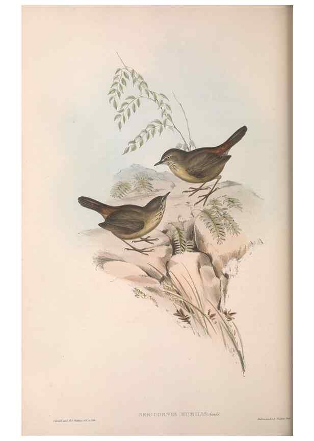 Reproducción/Reproduction 36117327444: The birds of Australia.. London,Printed by R. and J. E. Taylor; pub. by the author,[1840]-48.