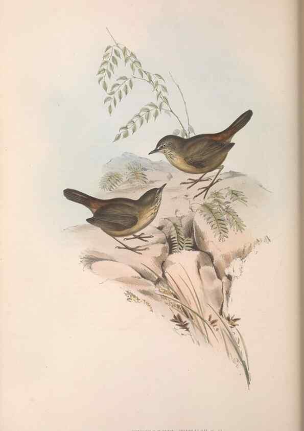 Reproducción/Reproduction 36117327444: The birds of Australia.. London,Printed by R. and J. E. Taylor; pub. by the author,[1840]-48.