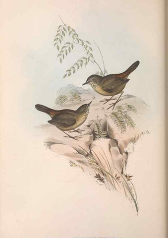 Reproducción/Reproduction 36117327444: The birds of Australia.. London,Printed by R. and J. E. Taylor; pub. by the author,[1840]-48.