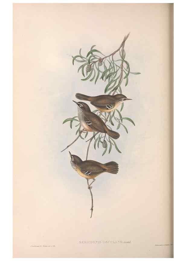 Reproducción/Reproduction 36117328914: The birds of Australia.. London,Printed by R. and J. E. Taylor; pub. by the author,[1840]-48.