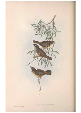 Reproducción/Reproduction 36117328914: The birds of Australia.. London,Printed by R. and J. E. Taylor; pub. by the author,[1840]-48.