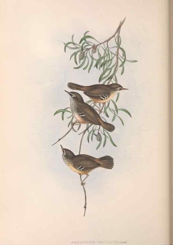 Reproducción/Reproduction 36117328914: The birds of Australia.. London,Printed by R. and J. E. Taylor; pub. by the author,[1840]-48.