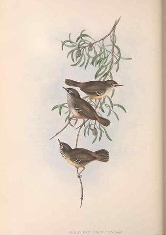 Reproducción/Reproduction 36117328914: The birds of Australia.. London,Printed by R. and J. E. Taylor; pub. by the author,[1840]-48.