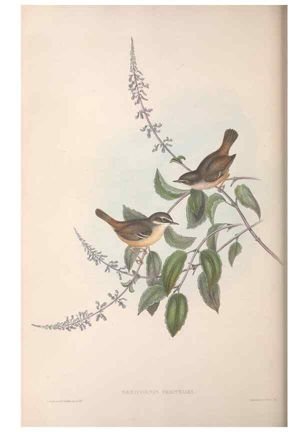 Reproducción/Reproduction 36117330144: The birds of Australia.. London,Printed by R. and J. E. Taylor; pub. by the author,[1840]-48.