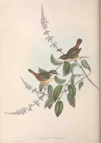 Reproducción/Reproduction 36117330144: The birds of Australia.. London,Printed by R. and J. E. Taylor; pub. by the author,[1840]-48.