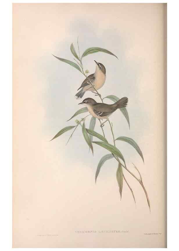 Reproducción/Reproduction 36117331494: The birds of Australia.. London,Printed by R. and J. E. Taylor; pub. by the author,[1840]-48.