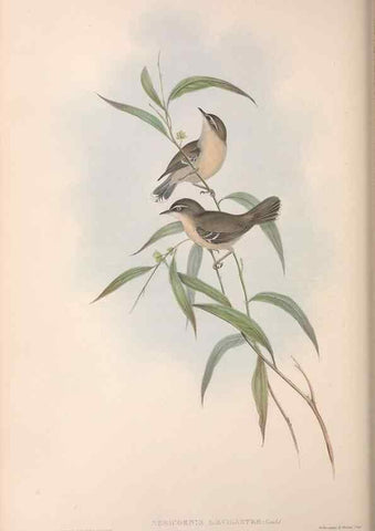Reproducción/Reproduction 36117331494: The birds of Australia.. London,Printed by R. and J. E. Taylor; pub. by the author,[1840]-48.
