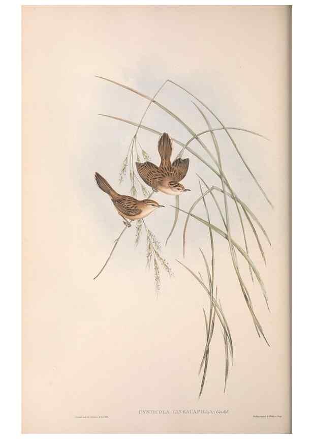 Reproducción/Reproduction 36812241881: The birds of Australia.. London,Printed by R. and J. E. Taylor; pub. by the author,[1840]-48.