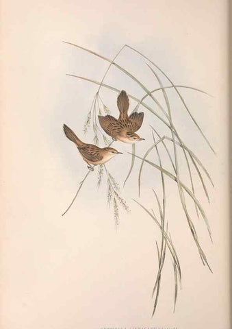 Reproducción/Reproduction 36812241881: The birds of Australia.. London,Printed by R. and J. E. Taylor; pub. by the author,[1840]-48.