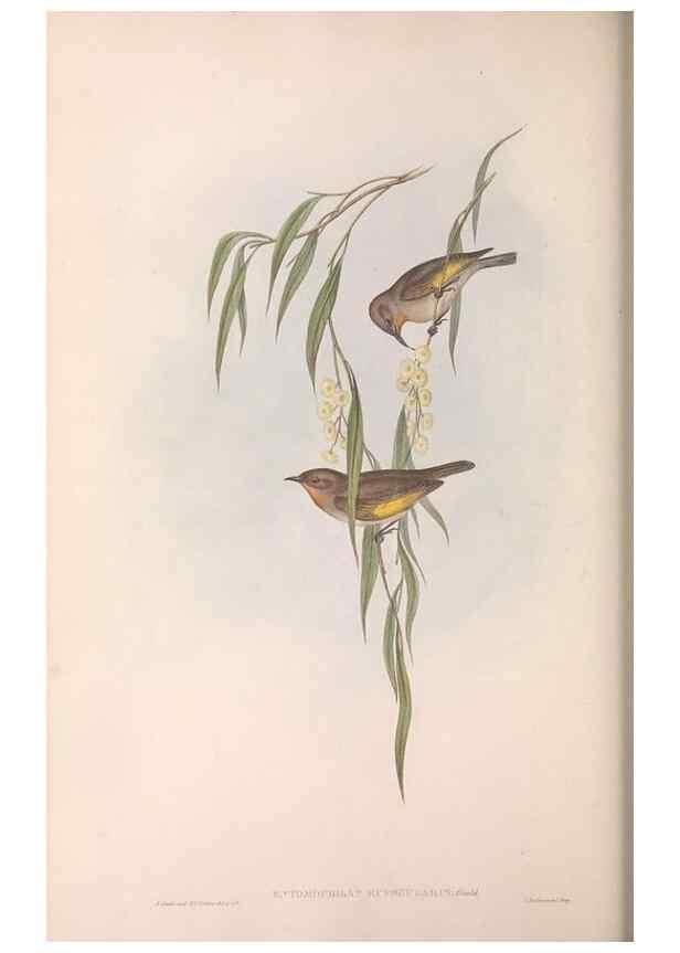 Reproducción/Reproduction 36143721913: The birds of Australia.. London,Printed by R. and J. E. Taylor; pub. by the author,[1840]-48.
