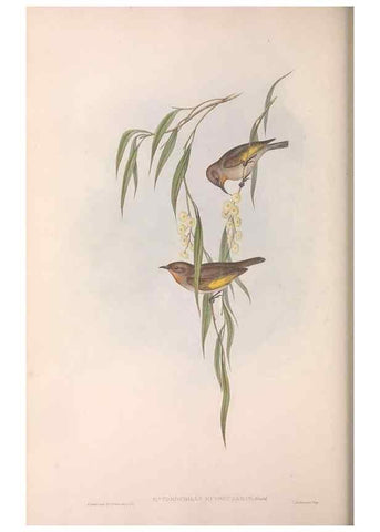 Reproducción/Reproduction 36143721913: The birds of Australia.. London,Printed by R. and J. E. Taylor; pub. by the author,[1840]-48.