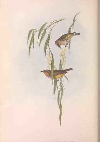 Reproducción/Reproduction 36143721913: The birds of Australia.. London,Printed by R. and J. E. Taylor; pub. by the author,[1840]-48.