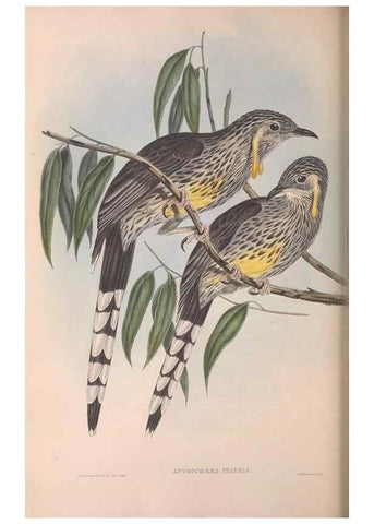 Reproducción/Reproduction 36117625944: The birds of Australia.. London,Printed by R. and J. E. Taylor; pub. by the author,[1840]-48.