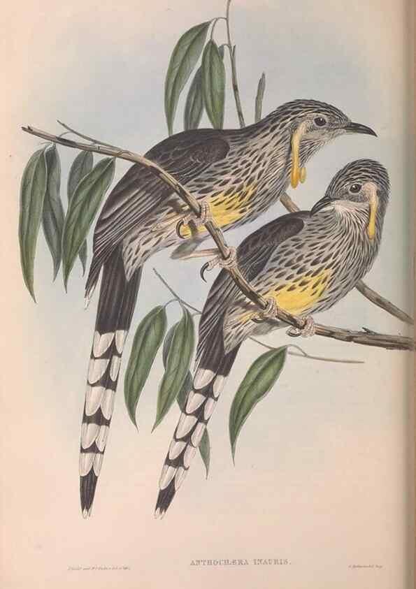 Reproducción/Reproduction 36117625944: The birds of Australia.. London,Printed by R. and J. E. Taylor; pub. by the author,[1840]-48.