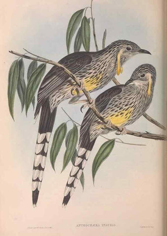 Reproducción/Reproduction 36117625944: The birds of Australia.. London,Printed by R. and J. E. Taylor; pub. by the author,[1840]-48.