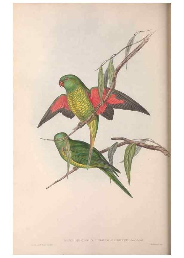 Reproducción/Reproduction 36143978603: The birds of Australia.. London,Printed by R. and J. E. Taylor; pub. by the author,[1840]-48.
