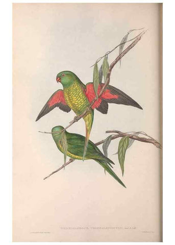 Reproducción/Reproduction 36143978603: The birds of Australia.. London,Printed by R. and J. E. Taylor; pub. by the author,[1840]-48.