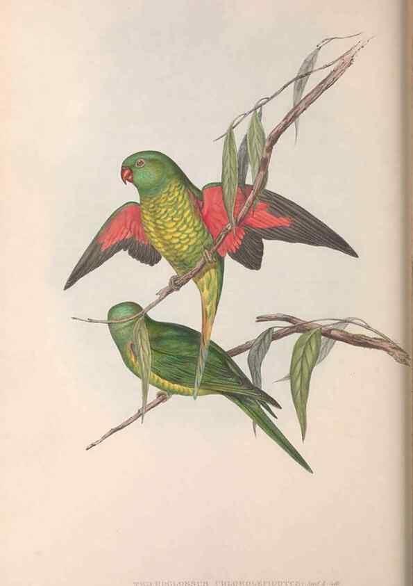 Reproducción/Reproduction 36143978603: The birds of Australia.. London,Printed by R. and J. E. Taylor; pub. by the author,[1840]-48.